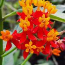 Bloodflower (Asclepias curassavica) 'Silky deep red' Seeds - Garden Flower Plant - 30X