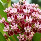Asclepias sullivantii (Prairie Milkweed) Seeds - Garden Flower Plant - 10X