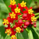 Bloodflower (Asclepias curassavica) Seeds - Garden Flower Plant - 10X