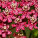 Asclepias incarnate (Rose Milkweed) Seeds - Garden Flower Plant - 10X