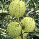 Balloon Plant Milkweed Seeds Gomphocarpus Physocarpus Seeds - Garden Flower Plant - 5X