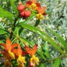 Asclepias curassavica Tropical Blood Flower Seeds - Garden Flower Plant - 30X