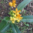 Monarch Milkweed Host Asclepias curassavica Silky Gold Seeds - Garden Flower Plant - 25X