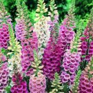 Foxglove Mix Flower Seeds - Garden Flower Plant - 200X