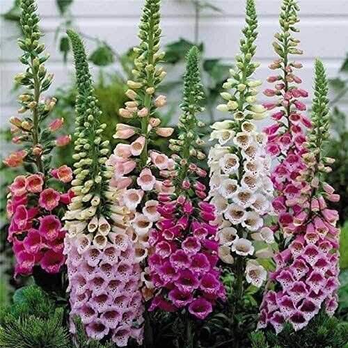 FOXGLOVE DIGITALIS GLOXINIAEFLORA MIXED Flower Seeds - Garden Flower Plant - 300X