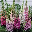 FOXGLOVE DIGITALIS GLOXINIAEFLORA MIXED Flower Seeds - Garden Flower Plant - 300X