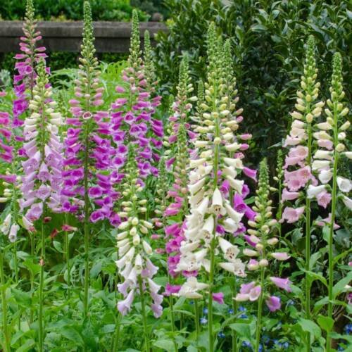 Foxglove- Gloxiniaeflora Mix Flower Seeds - Garden Flower Plant - 500X