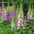 Foxglove- Gloxiniaeflora Mix Flower Seeds - Garden Flower Plant - 500X