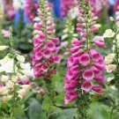 Foxglove Foxy Flower Seeds - Garden Flower Plant - 500X