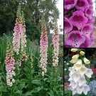 Foxglove-Excelsior mix Flower Seeds - Garden Flower Plant - 500X