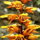 Isoplexis canariensis (Canary Island Foxglove) Flower Seeds - Garden Flower Plant - 20X