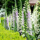 FOXGLOVE DIGITALIS GLOXINIAEFLORA MIXED Flower Seeds - Garden Flower Plant - 100X