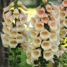 Foxglove Digitalis purpurea ‘Apricot Beauty’ Flower Seeds - Garden Flower Plant - 600X