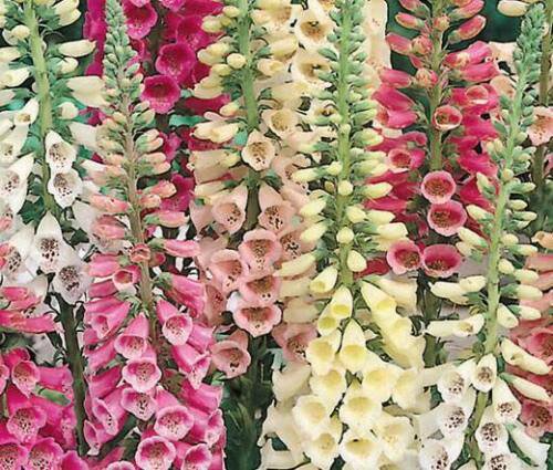 Foxglove Excelsior Mix Flower Seeds - Garden Flower Plant - 600X