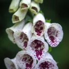 Foxglove Pam's Choice Flower Seeds - Garden Flower Plant - 50X