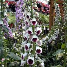 Digitalis Purpurea Flower Seeds Foxglove Flower Seeds - Garden Flower Plant - 50X