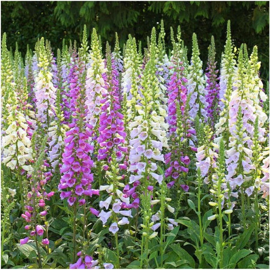 FOXGLOVE - Digitalis Gloxiniaeflora Mix Flower Seeds - Garden Flower Plant - 1000X