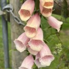 Foxglove 'Apricot Beauty' Flower Seeds - Garden Flower Plant - 500X