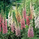 FOXGLOVE DWARF FOXY Flower Seeds - Garden Flower Plant - 1000X