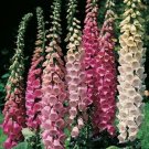 FOXGLOVE EXCELSIOR Flower Seeds - Garden Flower Plant - 100X