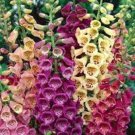 FOXGLOVE EXCELSIOR MIX Flower Seeds - Garden Flower Plant - 100X