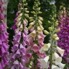 Foxglove Excelsior Flower Seeds Flower Seeds - Garden Flower Plant - 750X
