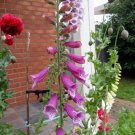 Foxglove (Purple) Flower Seeds - Garden Flower Plant - 300X