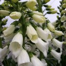 Foxglove (White) Flower Seeds - Garden Flower Plant - 400X