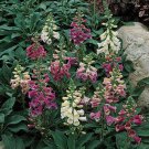 FOXGLOVE Dwarf Foxy Mix Flower Seeds - Garden Flower Plant - 300X