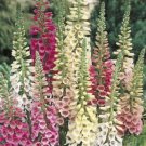 FOXGLOVE Excelsior Hybrids Flower Seeds - Garden Flower Plant - 2500X