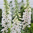 Digitalis purpurea “Alba” (Foxglove) Flower Seeds - Garden Flower Plant - 100X