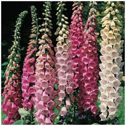 Foxglove Colossal Excelsior Mix Flower Seeds - Garden Flower Plant - 250X