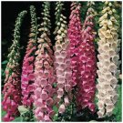 Foxglove Colossal Excelsior Mix Flower Seeds - Garden Flower Plant - 250X