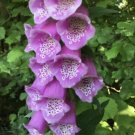 Foxglove Seeds Scrophulariaceae Flower Seeds - Garden Flower Plant - 10X