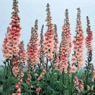 Foxglove Apricot Beauty Digitalis Purpurea Flower Seeds - Garden Flower Plant - 50X