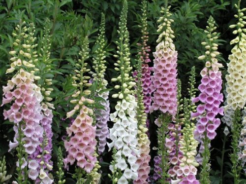 Foxglove Excelsior Hybrids Digitalis Purpurea Flower Seeds - Garden Flower Plant - 50X