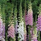 Foxglove Excelsior Hybrids Digitalis Purpurea Flower Seeds - Garden Flower Plant - 50X