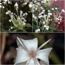 Musical Note Flower Seeds Clerodendrum Incisum Flowers Seeds - Garden Flower Plant - 5X