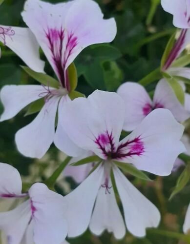 Ivy Geranium "Blizzard White" Pelargonium Peltatum Flowers Seeds - Garden Flower Plant - 20X