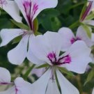 Ivy Geranium "Blizzard White" Pelargonium Peltatum Flowers Seeds - Garden Flower Plant - 20X