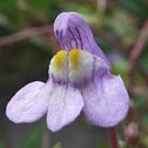 Kenilworth Ivy (Cymbalaria muralis,Ivy-Leaved Toadflax ) Flowers Seeds - Garden Flower Plant - 60X