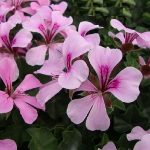 GERANIUM PELARGONIUM Mix Flowers Seeds - Garden Flower Plant - 10X