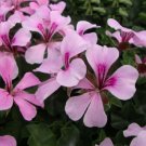 GERANIUM PELARGONIUM Mix Flowers Seeds - Garden Flower Plant - 10X