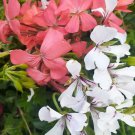Mixed Pale Coral Geranium+White Blizzard Ivy trailing Flowers Seeds - Garden Flower Plant - 20X