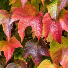 Boston Ivy Seeds (PARTHENOCISSUS) Flowers Seeds - Garden Flower Plant - 10X