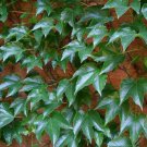 Boston Ivy Plant Seeds Outdoor Flowers Seeds - Garden Flower Plant - 60X