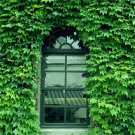 Green Boston Ivy Seeds Ivy Seed Home Flowers Seeds - Garden Flower Plant - 40X