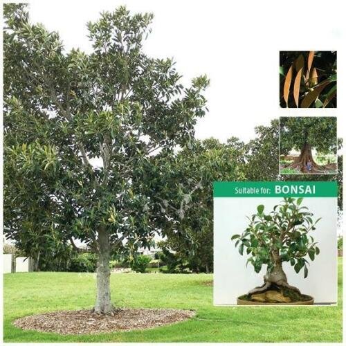 Ficus Macrophylla Moreton Bay Fig Seeds - Garden Tree Plant - 25X