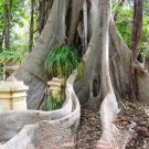 Moreton Bay Fig (Ficus macrophylla) Seeds - Garden Tree Plant - 50X