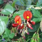Kennedia macrophylla Cape Leeuwin Creeper Seeds - Garden Tree Plant - 20X